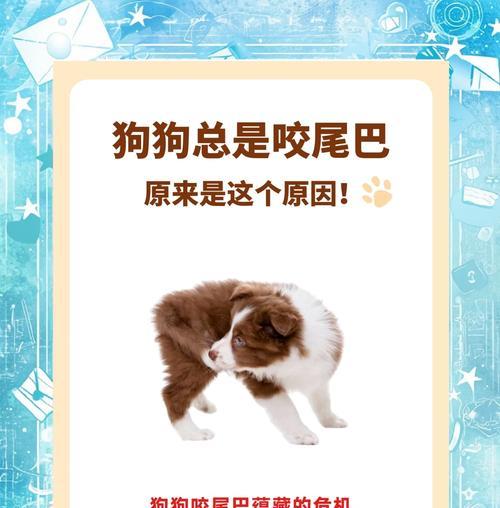 为什么狗狗这么喜欢啃骨头？（探究狗狗对啃骨头的狂热，天性是其中之一）