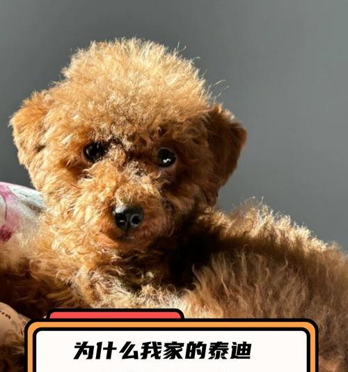 狗狗为什么会颤抖和摇晃身体？（探究狗狗颤抖和摇晃身体的原因及应对方法）