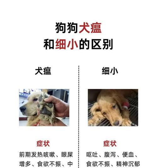 金毛细小（了解金毛细小的症状和预防措施，保护你的金毛宝宝健康快乐）