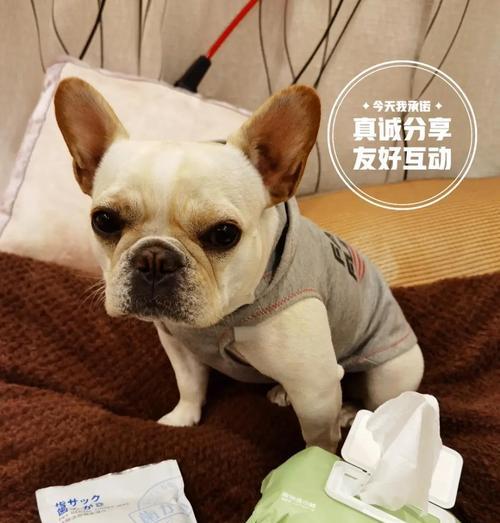 国外狗狗使用物品品牌盘点（探索全球狗狗使用物品的知名品牌及产品线）
