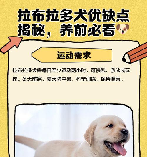 初养拉布拉多，（初次养犬者必看，教你如何照顾拉布拉多）