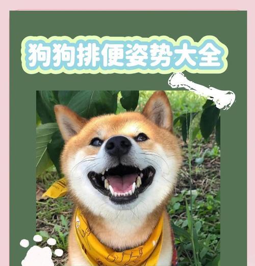 刚出生小狗何时开始排便？（小狗排便的时间表及注意事项）