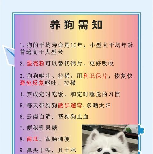 饲养狗狗的五大常识，让你成为贴心的狗主人（了解这五个关键点，让你的狗狗健康快乐）