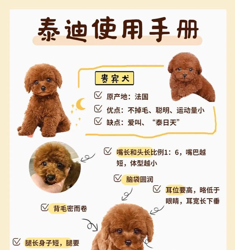 泰迪犬怀孕时间揭秘（探寻泰迪犬怀孕周期的关键因素和迹象）