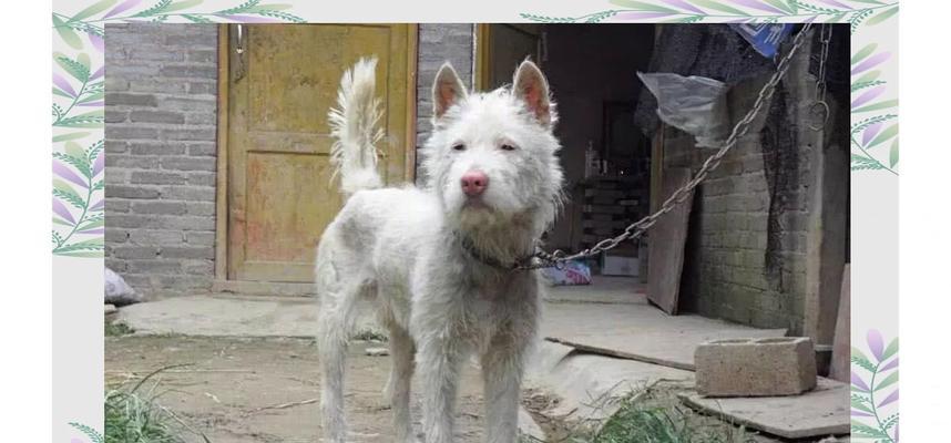 下司犬饲养的5大缺点（为什么越来越少人选择饲养下司犬？）