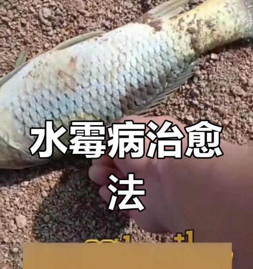 观赏鱼白点病、水霉病、打粉病的区分和治疗方法（保护观赏鱼健康的关键）