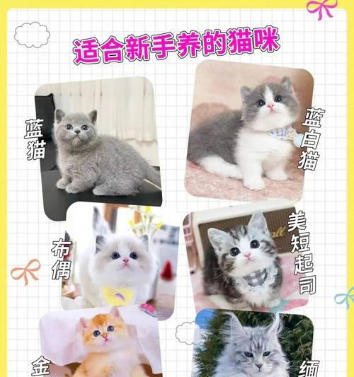 宠物店里的各类可爱宠物（与你相伴的小天使们）