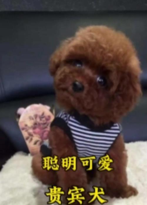 贵宾犬的冬天寒冷状况及应对方法（贵宾犬的寒冷感受和防寒措施）
