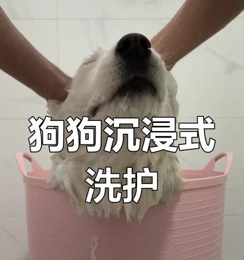萨摩耶刚买来多久可以洗澡？（新买来的萨摩耶适合什么时候洗澡？）