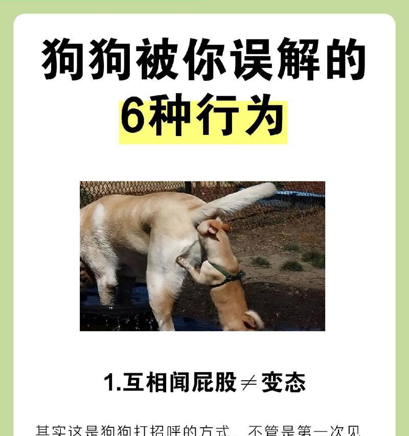 揭秘狗狗迷惑行为（探究狗狗对主人上厕所行为的动机与原因）