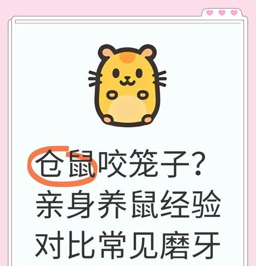 小仓鼠的磨牙习惯（了解多久给小仓鼠放一次磨牙石的重要性及方法）
