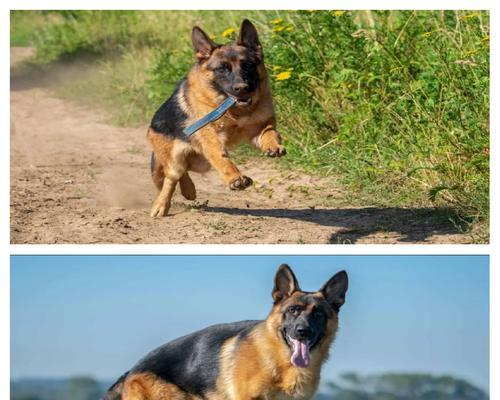 以德牧多久训练可见成效（探索德国牧羊犬训练时间的关键和方法）