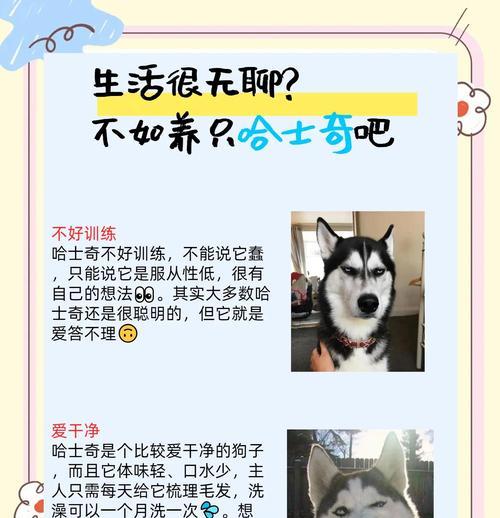 如何训练哈士奇坐下（快速有效训练哈士奇坐下的技巧和窍门）
