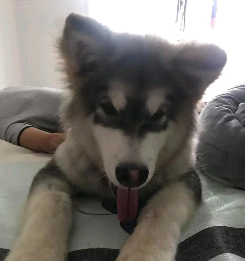 阿拉斯加狗的换毛周期与注意事项