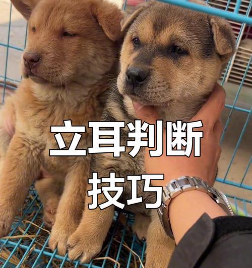 立耳的狗狗为什么更受欢迎？（解析立耳狗狗的受欢迎之道）