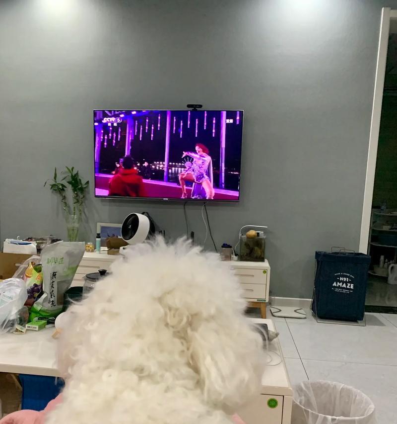 比熊的换毛周期及护理方法（比熊换毛周期的长短与护理技巧详解）