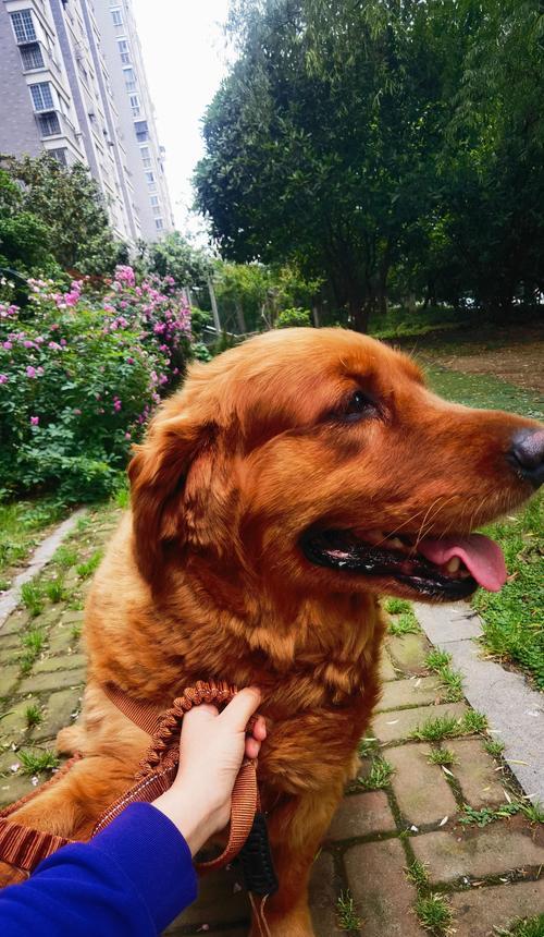 如何科学合理地为金毛犬提供狗粮？（45天金毛犬每天所需狗粮量及饮食要点）