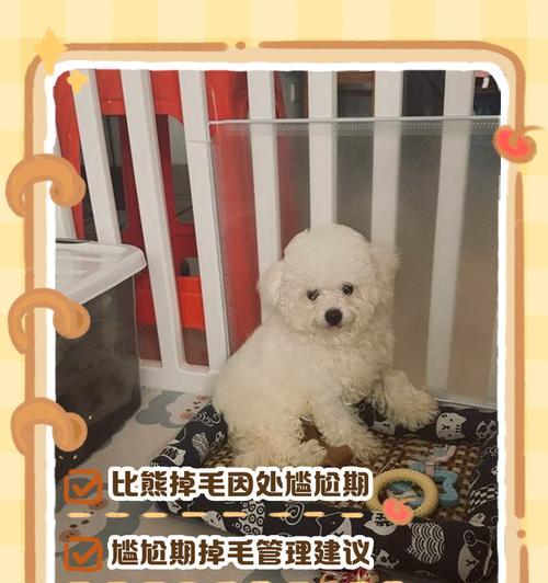 比熊毛全剃光的影响及护理技巧（解密比熊毛剃光的时机和照顾要点）