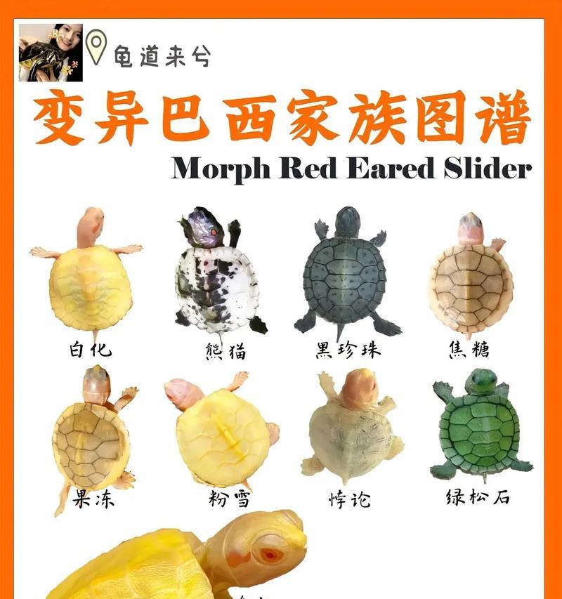 如何分辨乌龟的性别（掌握乌龟性别鉴别技巧，轻松辨认公母龟）