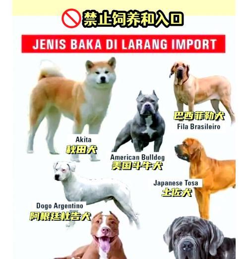 狗狗品种与经济实力的相关性解析（养得起这几种狗狗的都是土豪！）