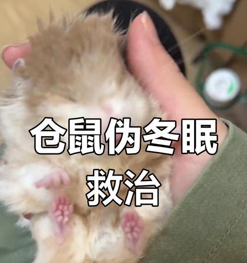 仓鼠伪冬眠与冻死的区别及原因解析（仓鼠伪冬眠的关键原因及其与冻死的区别）