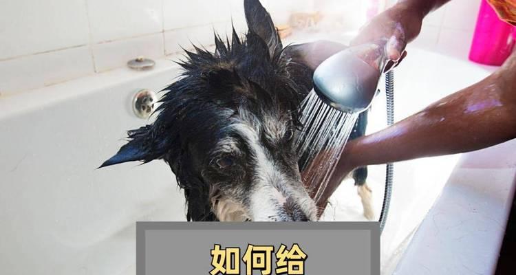 边牧的洗澡频率及注意事项（边牧洗澡时间、边牧洗澡的关键点、边牧洗澡注意事项）