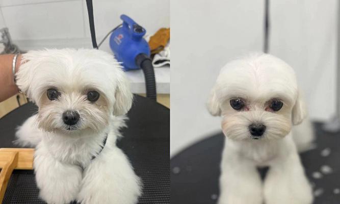 狗狗美容（了解狗狗美容的基本知识，让你的爱宠更加健康和美丽）