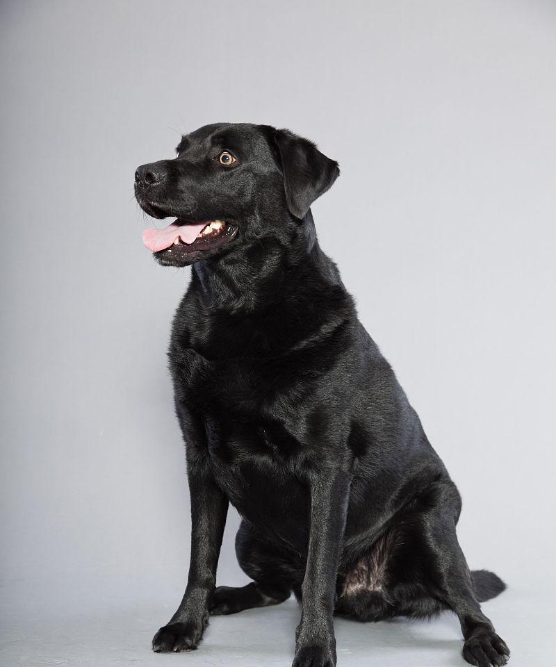 拉布拉多犬为什么最适合养黑色的？（探索黑色拉布拉多犬的5个养育优势）