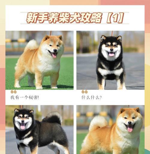 如何选择合适的柴犬体型（从体型角度考虑柴犬饲养的重要性）