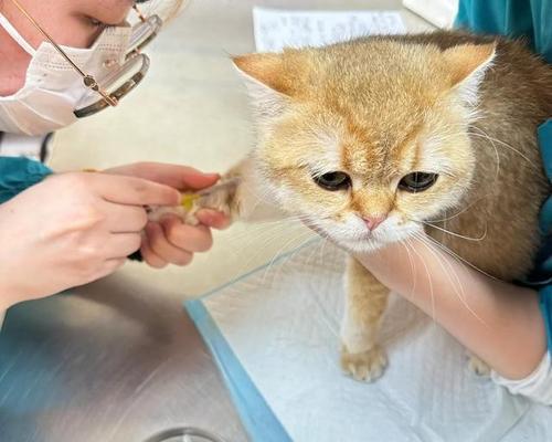 如何解决猫咪大便干燥问题？（补充维生素、调整饮食结构和多喝水，帮助猫咪恢复正常排便）