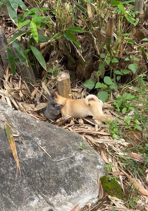 丘陵地区打猎的适合猎犬品种及特点（在丘陵地区打猎，这些猎犬最适合）
