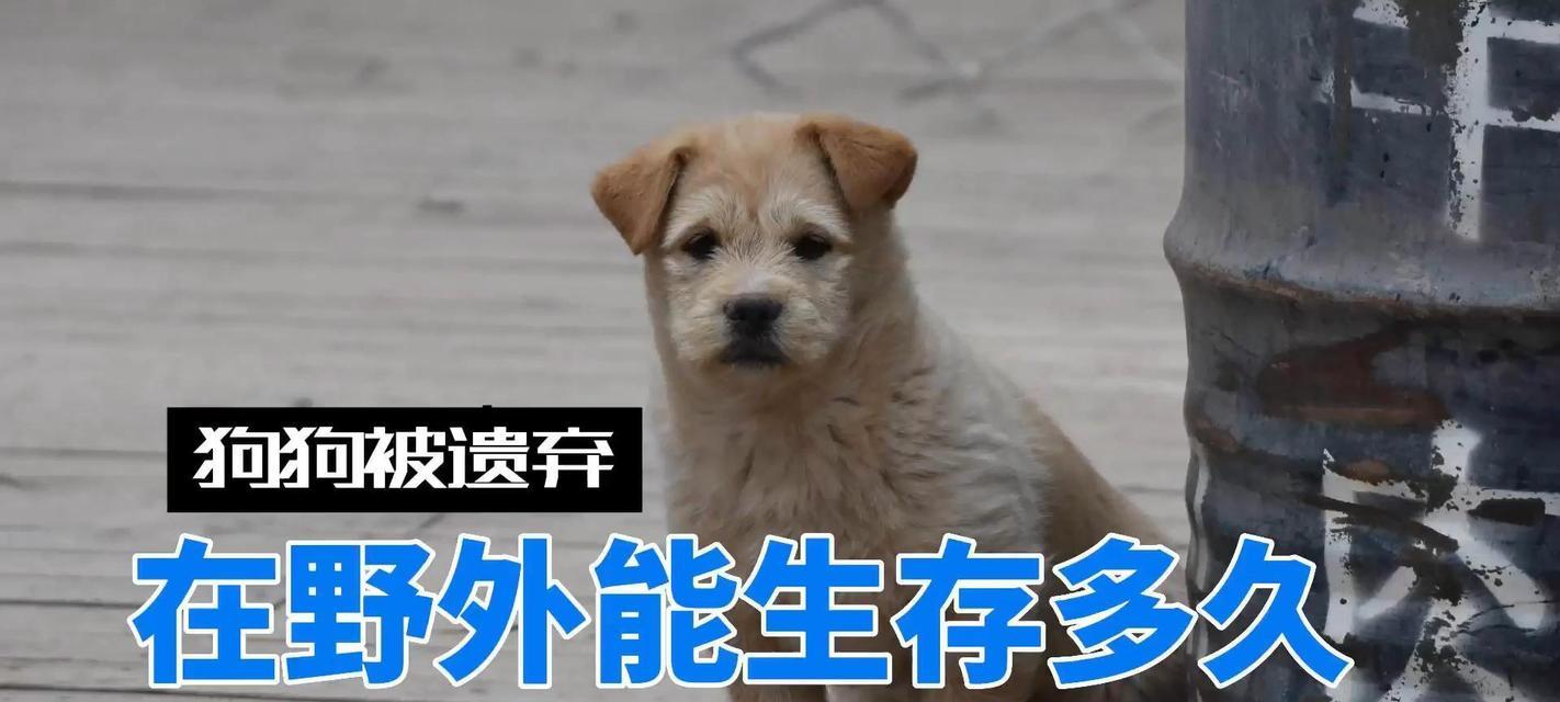小狗狗的寿命之谜（揭开小狗狗的预期寿命及影响因素）