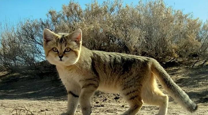 探秘美国银斑短毛猫，一只可爱喵星人的故事（世界上最可爱的猫之一，美国银斑短毛猫的特点与魅力）