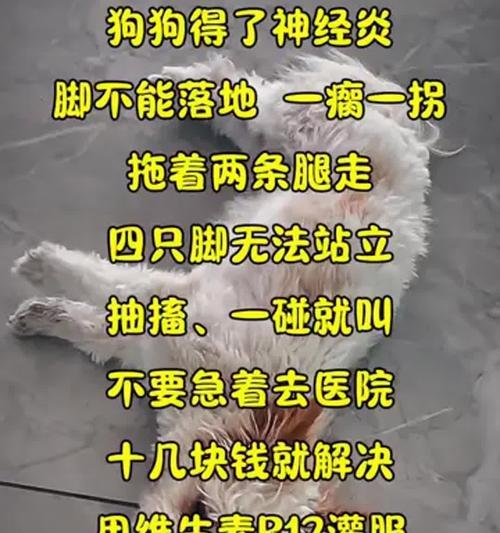 小狗痉挛症状（小狗痉挛症状详解，预防措施全面解析）