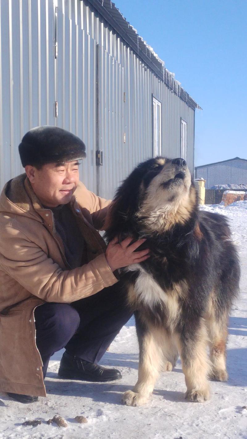 狼狗的寿命（了解狼狗寿命背后的关键因素及长寿秘诀）