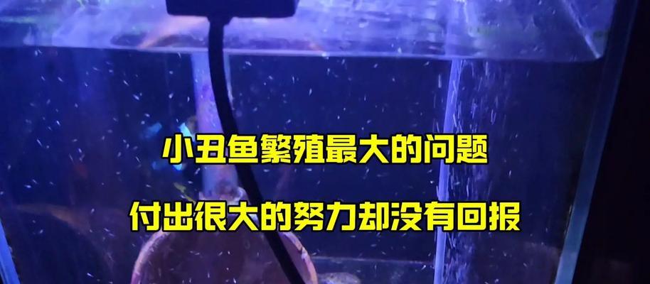 观赏鱼的养殖技巧（轻松培养迷人观赏鱼，掌握白帽小丑鱼养殖的关键！）