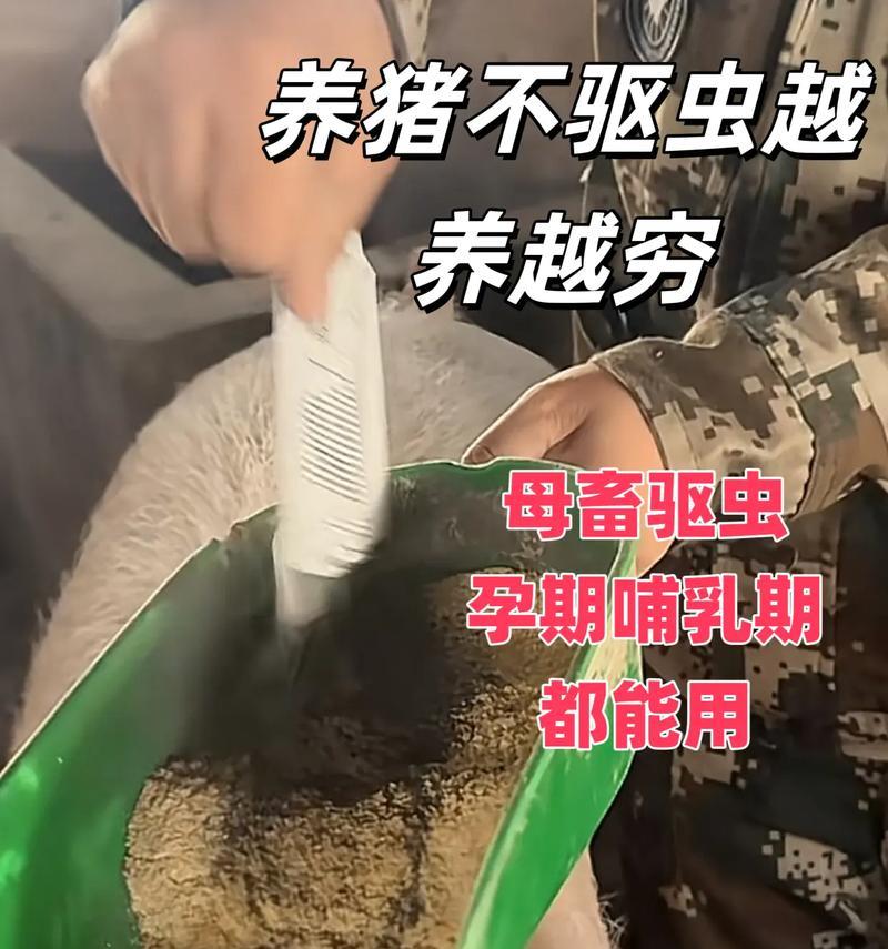 狗狗怀孕多久后需要进行驱虫？（驱虫时间的重要性及适合驱虫的关键时期）