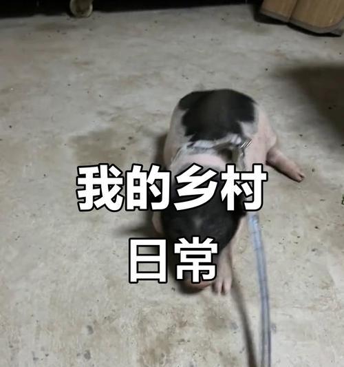 泰迪狗（探索泰迪狗在社交媒体上的爆红原因以及它们带来的影响力）
