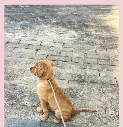 三个月大的金毛遛多久？（探究小金毛适宜散步时间的长度）