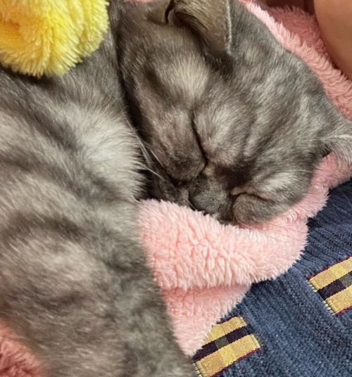 猫猫睡觉的奥秘（探寻猫猫睡眠习惯的主要因素）