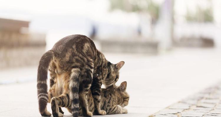 猫咪生小猫配种的时间和注意事项（探究猫咪配种周期与准备工作，为繁殖带来可靠指导）
