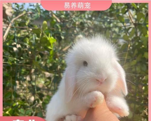 垂耳兔的饲养管理要点（探寻垂耳兔的理想饮食及饲养护理方法，让你的宠物健康快乐）