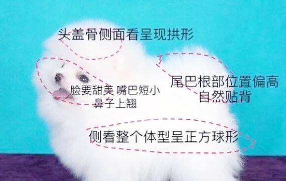 揭秘博美耳朵的立起之谜（探索博美耳朵立起的时间和原因，让你对这个可爱的品种更了解）