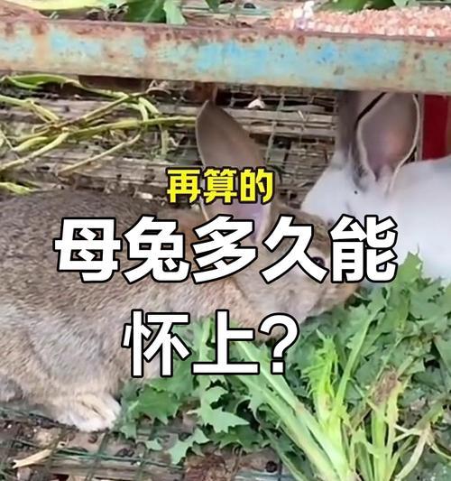 母兔怀孕多久会出现肚子？（揭秘母兔肚子变大的奥秘及怀孕周期）