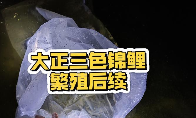 锦鲤水花的颜色变化之旅（探寻锦鲤水花的绚丽变色之谜）