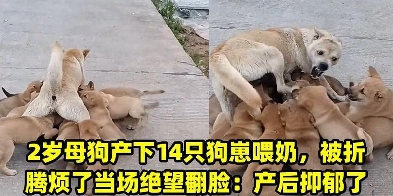 狗喂奶时应注意的重要事项（为狗狗提供营养均衡的母乳喂养）