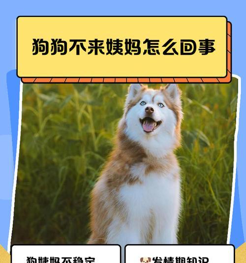 狗狗月经周期及处理方法（了解狗狗月经周期，为宠物健康负责）