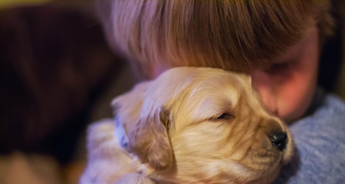 金毛犬不再长个子的原因与对策（探讨金毛犬生长期间停滞的原因与解决方法）