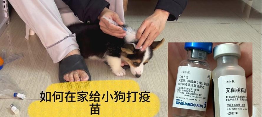 狗狗疫苗有效期的重要性（了解狗狗疫苗有效期，为宠物健康保驾护航）