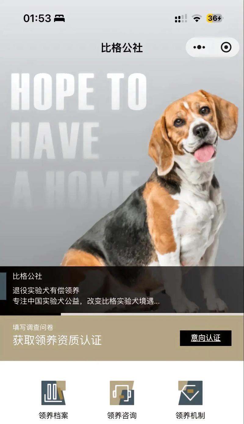 如何照顾比格犬（关爱你的比格幼犬，让它健康快乐成长）